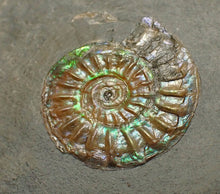 Load image into Gallery viewer, Juvenile iridescent Caloceras display ammonite fossil 21mm