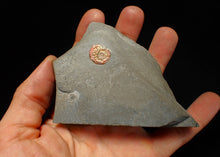 Load image into Gallery viewer, Juvenile red iridescent Psiloceras ammonite fossil (15mm)