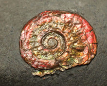 Load image into Gallery viewer, Juvenile red iridescent Psiloceras ammonite fossil (15mm)