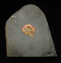 Load image into Gallery viewer, Juvenile iridescent Caloceras display ammonite fossil 21mm