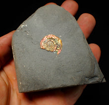 Load image into Gallery viewer, Juvenile iridescent Caloceras display ammonite fossil 21mm