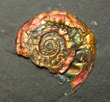 Load image into Gallery viewer, Juvenile iridescent Caloceras display ammonite fossil 21mm