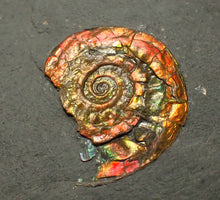 Load image into Gallery viewer, Juvenile iridescent Caloceras display ammonite fossil 21mm