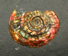 Load image into Gallery viewer, Juvenile iridescent Caloceras display ammonite fossil 21mm