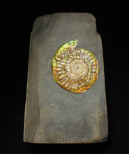 Load image into Gallery viewer, Iridescent Caloceras display ammonite fossil 62mm