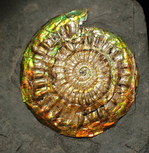 Load image into Gallery viewer, Iridescent Caloceras display ammonite fossil 62mm