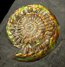 Load image into Gallery viewer, Iridescent Caloceras display ammonite fossil 62mm