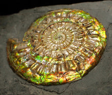 Load image into Gallery viewer, Iridescent Caloceras display ammonite fossil 62mm