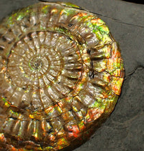Load image into Gallery viewer, Iridescent Caloceras display ammonite fossil 62mm