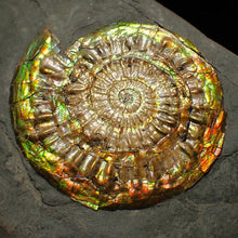 Load image into Gallery viewer, Iridescent Caloceras display ammonite fossil 62mm