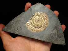 Load image into Gallery viewer, Subtly iridescent green Caloceras ammonite fossil display piece 62mm