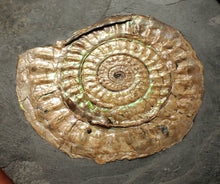 Load image into Gallery viewer, Subtly iridescent green Caloceras ammonite fossil display piece 62mm