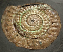 Load image into Gallery viewer, Subtly iridescent green Caloceras ammonite fossil display piece 62mm