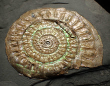 Load image into Gallery viewer, Subtly iridescent green Caloceras ammonite fossil display piece 62mm