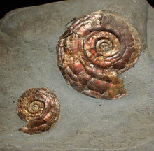 Load image into Gallery viewer, Large iridescent double-Psiloceras ammonite display fossil