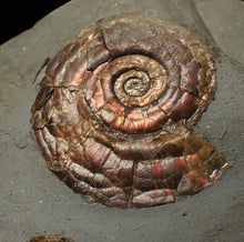 Load image into Gallery viewer, Large iridescent double-Psiloceras ammonite display fossil