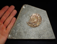 Load image into Gallery viewer, Large complete iridescent Psiloceras ammonite fossil (58mm)