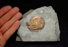 Load image into Gallery viewer, Large complete iridescent Psiloceras ammonite fossil (53mm)