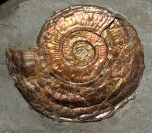 Load image into Gallery viewer, Large complete iridescent Psiloceras ammonite fossil (53mm)