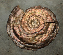 Load image into Gallery viewer, Large complete iridescent Psiloceras ammonite fossil (53mm)