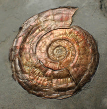 Load image into Gallery viewer, Large complete iridescent Psiloceras ammonite fossil (53mm)