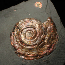 Load image into Gallery viewer, Large iridescent double-Psiloceras ammonite display fossil