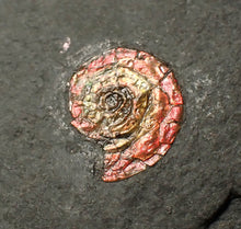 Load image into Gallery viewer, Large iridescent double-Psiloceras ammonite display fossil