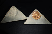 Load image into Gallery viewer, Iridescent popped Psiloceras display ammonite fossil