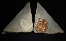 Load image into Gallery viewer, Iridescent popped Psiloceras display ammonite fossil