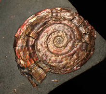 Load image into Gallery viewer, Iridescent popped Psiloceras display ammonite fossil