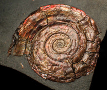 Load image into Gallery viewer, Iridescent popped Psiloceras display ammonite fossil