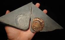 Load image into Gallery viewer, Iridescent popped Psiloceras display ammonite fossil
