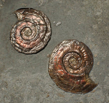 Load image into Gallery viewer, Large iridescent double-sided Psiloceras ammonite display fossil