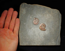 Load image into Gallery viewer, Large iridescent double-sided Psiloceras ammonite display fossil