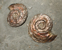 Load image into Gallery viewer, Large iridescent double-sided Psiloceras ammonite display fossil