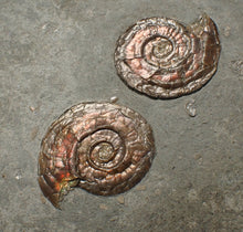 Load image into Gallery viewer, Large iridescent double-sided Psiloceras ammonite display fossil