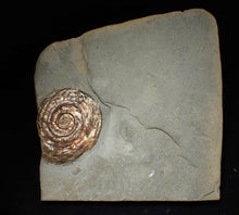 Load image into Gallery viewer, Large iridescent double-sided Psiloceras ammonite display fossil