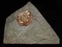 Load image into Gallery viewer, Large complete iridescent Psiloceras ammonite fossil (47mm)