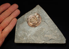 Load image into Gallery viewer, Large complete iridescent Psiloceras ammonite fossil (47mm)