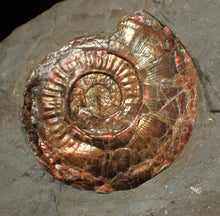 Load image into Gallery viewer, Large complete iridescent Psiloceras ammonite fossil (47mm)