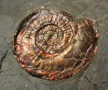 Load image into Gallery viewer, Large complete iridescent Psiloceras ammonite fossil (47mm)