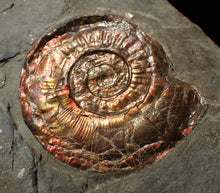 Load image into Gallery viewer, Large complete iridescent Psiloceras ammonite fossil (47mm)