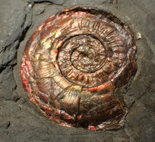 Load image into Gallery viewer, Large complete iridescent Psiloceras ammonite fossil (47mm)
