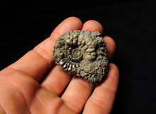 Load image into Gallery viewer, Crucilobiceras pyrite ammonite fossil (48 mm)