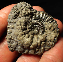 Load image into Gallery viewer, Crucilobiceras pyrite ammonite fossil (48 mm)