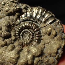 Load image into Gallery viewer, Crucilobiceras pyrite ammonite fossil (48 mm)