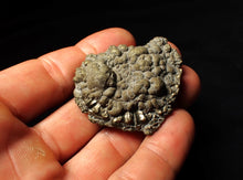 Load image into Gallery viewer, Crucilobiceras pyrite ammonite fossil (48 mm)