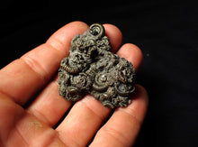Load image into Gallery viewer, Full pyrite multi-ammonite fossil (50 mm)