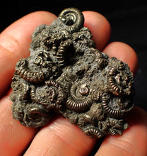 Load image into Gallery viewer, Full pyrite multi-ammonite fossil (50 mm)