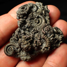 Load image into Gallery viewer, Full pyrite multi-ammonite fossil (50 mm)